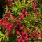 Rózsalonc 'Weigela ALL SUMMER RED'