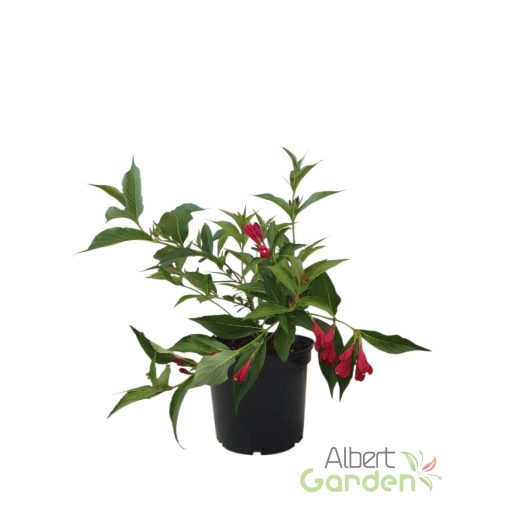 Rózsalonc 'Weigela ALL SUMMER RED'