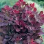 Vörös lombú törpe cserszömörce 'Cotinus Coggygria Lilla'