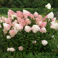 Bugás Hortenzia"Hydrangea paniculata Vanille-Fraise