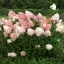 Bugás Hortenzia"Hydrangea paniculata Vanille-Fraise