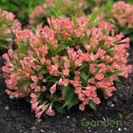Rózsalonc "Weigela ALL SUMMER PEACH"