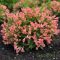 Rózsalonc "Weigela ALL SUMMER PEACH"