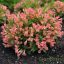 Rózsalonc "Weigela ALL SUMMER PEACH"