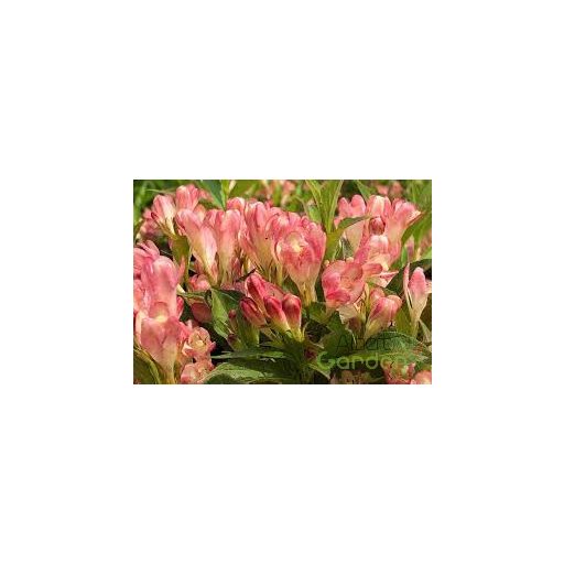 Rózsalonc "Weigela ALL SUMMER PEACH"