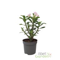 Sivatagi rózsa (rózsaszín) 'Adenium'