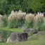 Ezüstös pampafű (krémfehér) 'Cortaderia selloana 'Pumila'