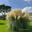 Pampafű krémfehér 'Cortaderia selloana 'Evita'
