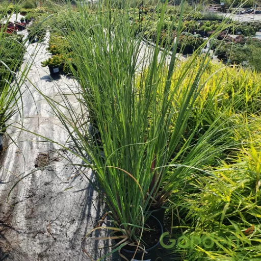 Pampafű krémfehér 'Cortaderia selloana 'Evita'
