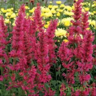 Sötétrózsaszín-kármin izsópfű Agastache Morello évelő kerti virág, magas sűrű piros füzérvirágokkal sárga dahlia társaságában
