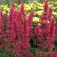 Sötétrózsaszín-kármin izsópfű Agastache Morello évelő kerti virág, magas sűrű piros füzérvirágokkal sárga dahlia társaságában