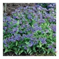 Tüdőfű "Pulmonaria ‘Trevi Fountain’"
