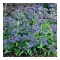 Tüdőfű "Pulmonaria ‘Trevi Fountain’"
