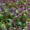 Tüdőfű 'Pulmonaria saccharata 'Majesté' 