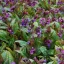 Tüdőfű 'Pulmonaria saccharata 'Majesté' 