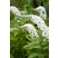Hattyúnyakú lizinka "Lysimachia clethroides"