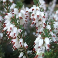 Erika 'Erica x darleyensis Silberschmelze'