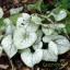 Kaukázusi nefelejcs "Brunnera macrophylla 'Silver Spear'"