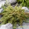 Közönséges boróka 'Juniperus communis 'Lemon Carpet'