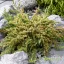 Közönséges boróka 'Juniperus communis 'Lemon Carpet'