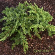   Terülő fövenyboróka 'Juniperus conferta 'Schlager'