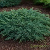   Terülő henyeboróka 'Juniperus horizontalis 'Pancake'