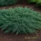 Terülő henyeboróka 'Juniperus horizontalis 'Pancake'