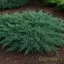 Terülő henyeboróka 'Juniperus horizontalis 'Pancake'
