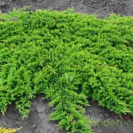   Terülő henyeboróka 'Juniperus horizontalis ‘Prince of Wales’
