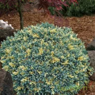   Boróka himalájai törpe tarka 'Juniperus squamata 'Floriant' 