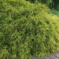   Szavára hamisciprus 'Chamaecyparis pisifera Filifera Aurea Nana'