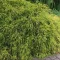 Szavára hamisciprus 'Chamaecyparis pisifera Filifera Aurea Nana'