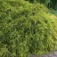 Szavára hamisciprus 'Chamaecyparis pisifera Filifera Aurea Nana'
