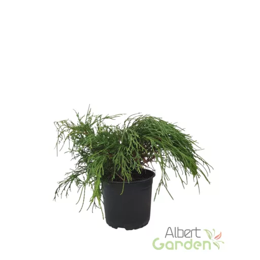 Szavára hamisciprus 'Chamaecyparis pisifera Filifera Aurea Nana'