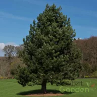 Feketefenyő 'Pinus nigra'