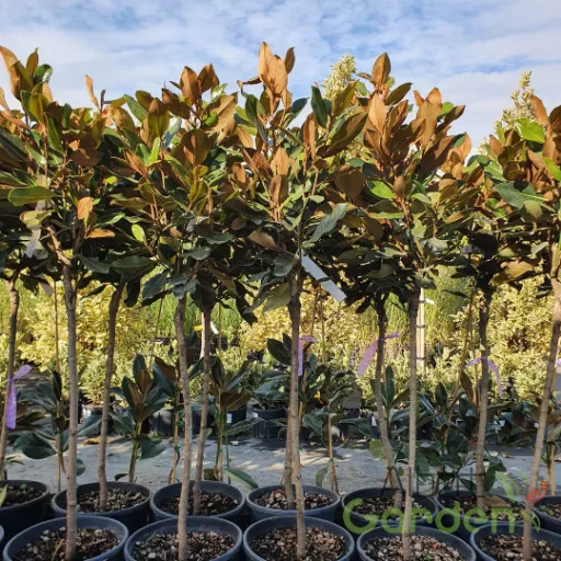 Törzses örökzöld magnólia 'MAGNOLIA GRANDIFLORA LITTLE GEM'