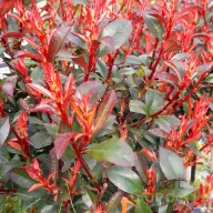   Törzses korallberkenye 'PHOTINIA FRASERI ROBUSTA COMPACTA 1/4 STANDARD'