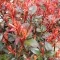 Törzses korallberkenye 'PHOTINIA FRASERI ROBUSTA COMPACTA 1/4 STANDARD'