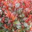 Törzses korallberkenye 'PHOTINIA FRASERI ROBUSTA COMPACTA 1/4 STANDARD'