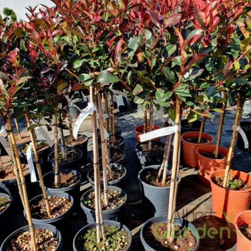 Törzses korallberkenye 'PHOTINIA FRASERI ROBUSTA COMPACTA 1/4 STANDARD'