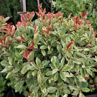  Törzses korallberkenye 'PHOTINIA FRASERI PINK MARBLE 1/4 STANDARD'