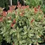 Törzses korallberkenye 'PHOTINIA FRASERI PINK MARBLE 1/4 STANDARD'