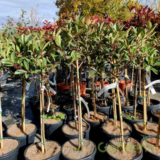 Törzses korallberkenye 'PHOTINIA FRASERI PINK MARBLE 1/4 STANDARD'