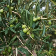 Olajfa bokros habitusú, klasszikus mediterrán terász dísze