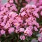 Kínai selyemmirtusz 'Lagerstroemia Coral Filli'