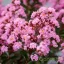 Kínai selyemmirtusz 'Lagerstroemia Coral Filli'