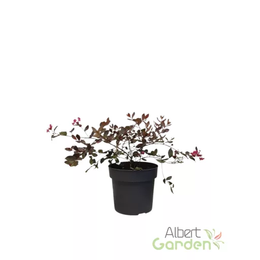 Kínai selyemmirtusz 'Lagerstroemia Coral Filli'