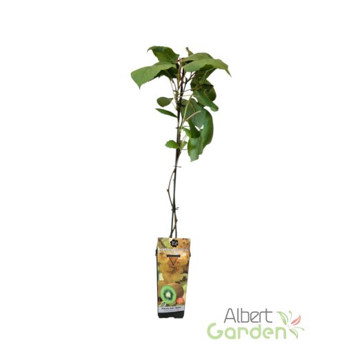 Porzós Kivi 'Actinidia Deliciosa Tomuri'