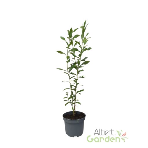 Kék áfonya 'Vaccinium Corymbosum Goldtraube'