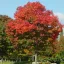 Juhar ősszel vöröslő 'Acer Pacific Sunset' K25